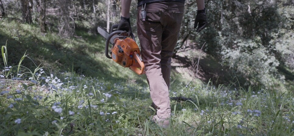 illegal logging detection for rainforest protection