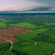 Satellite Monitoring of Reforestation Efforts