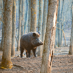 wildlife coexistence